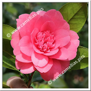 Camellia Hybrid 'Emperor '