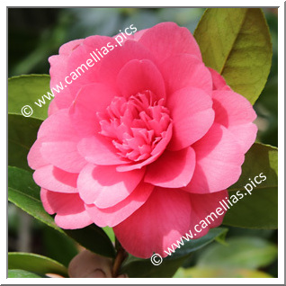 Camellia Hybrid 'Emperor '