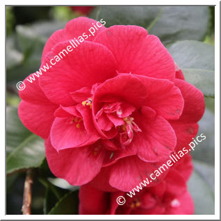 Camellia Japonica 'Emperor of Russia'