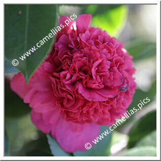 Camellia Japonica 'Emperor (US)'