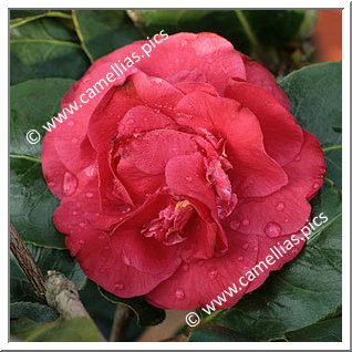 Camellia Hybrid C.x williamsii 'Empire Rose'