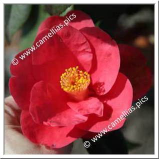 Camellia Japonica 'Les Enfants Nantais'