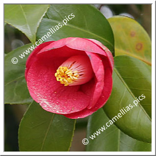 Camellia Japonica 'Enju-kô'