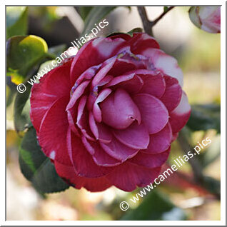 Camellia Japonica 'Enrichetta Ulrich'