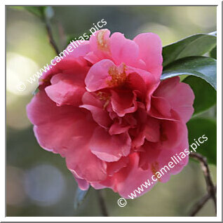 Camellia Japonica 'Enrico Bettoni (US)'