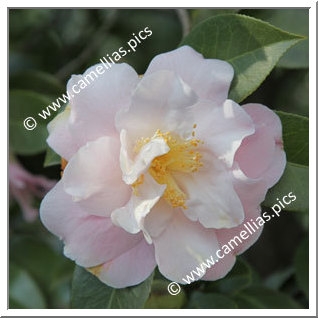 Camellia Japonica 'Erin Farmer'