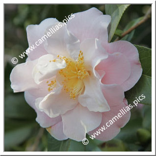 Camellia Japonica 'Erin Farmer'