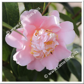 Camellia Hybride 'Esme Spence'