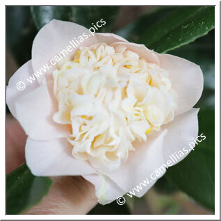 Camellia Hybride 'Esme Spence'