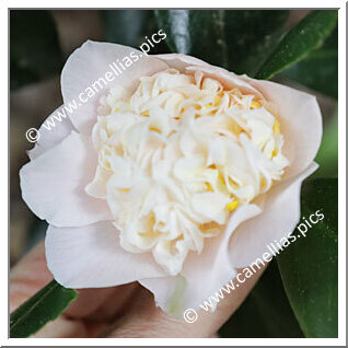 Camellia Hybrid 'Esme Spence'