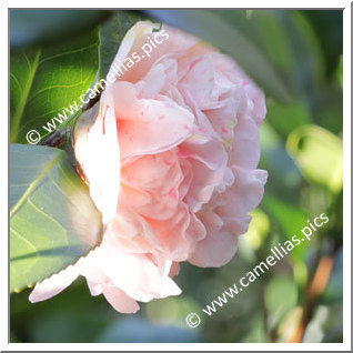 Camellia Japonica 'Estherae'