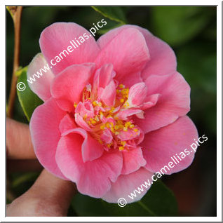 Camellia Japonica 'Etenraku'