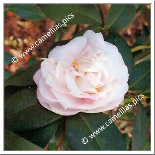 Camellia Japonica 'Ethel-Nook-Scivicque'