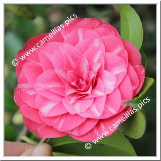 Camellia Japonica 'Etoile Polaire'