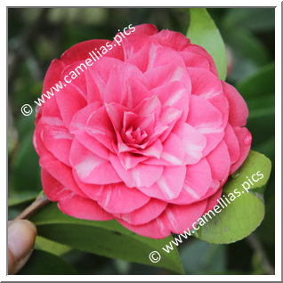 Camellia Japonica 'Etoile Polaire'