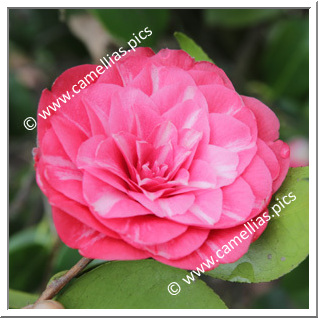 Camellia Japonica 'Etoile Polaire'