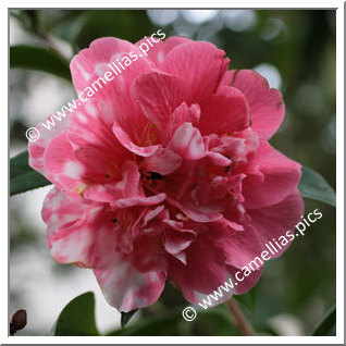 Camellia Japonica 'Eugene Lizé'