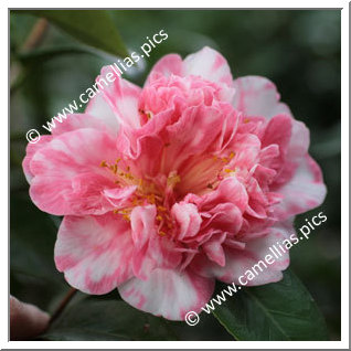 Camellia Japonica 'Eugene Lizé'