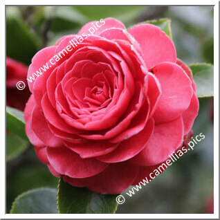 Camellia Japonica 'Eugenia de Montijo'