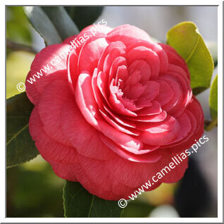Camellia Japonica 'Eugenia Parlatore'