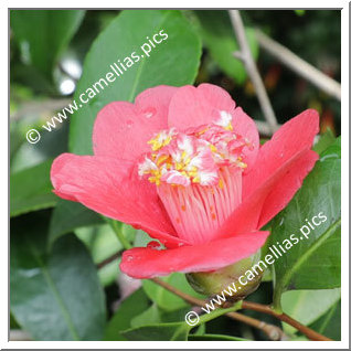 Camellia Japonica 'Europa'