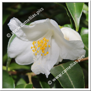 Camellia Species C. euryoïdes