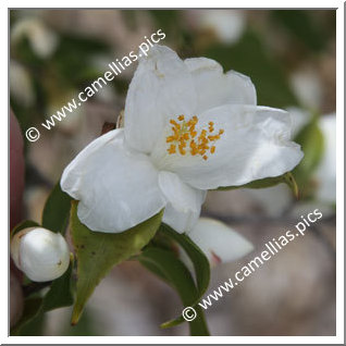 Camellia Botanique C. euryoïdes