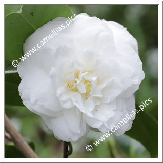 Camellia Japonica 'Euterpe (Fiaes)'