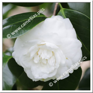 Camellia Japonica 'Euterpe (Fiaes)'