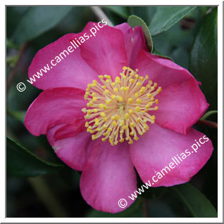 Camellia Sasanqua 'Evangéline'