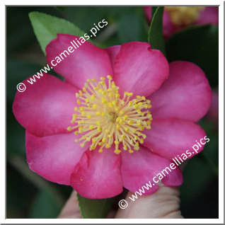 Camellia Sasanqua 'Evangéline'