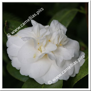 Camellia Japonica 'Excelsa'