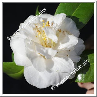Camellia Japonica 'Excelsa'