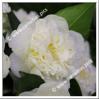 Camellia Japonica 'Eximia Alba'