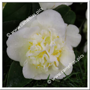 Camellia Japonica 'Eximia Alba'