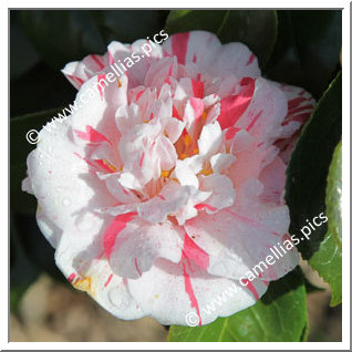 Camellia Japonica 'Extravaganza'