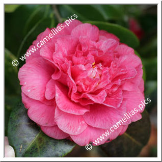 Camellia Japonica 'Extravaganza Pink'