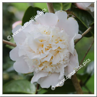 Camellia Hybrid C.x williamsii 'Fair Jury '