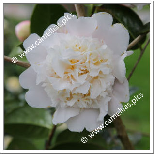 Camellia Hybrid C.x williamsii 'Fair Jury '