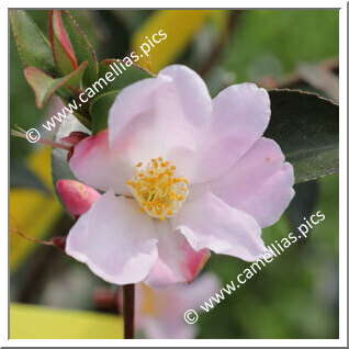 Camellia Hybride 'Fairy Blush'