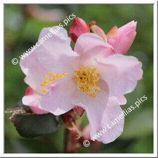 Camellia Hybrid 'Fairy Blush'