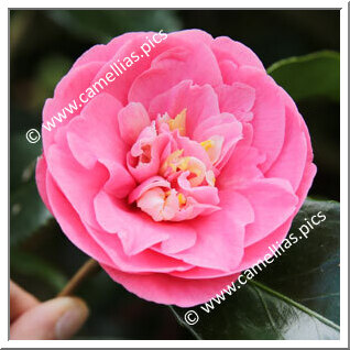 Camellia Japonica 'Faith '