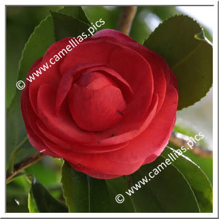 Camellia Japonica 'Vittoria Falsoi'