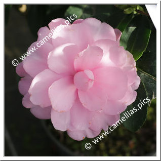 Camellia Sasanqua 'Fanny'