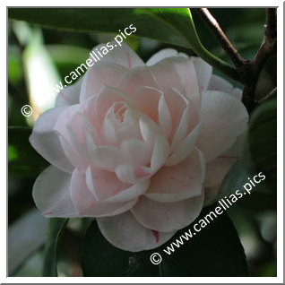 Camellia Japonica 'Fanny Bolis'