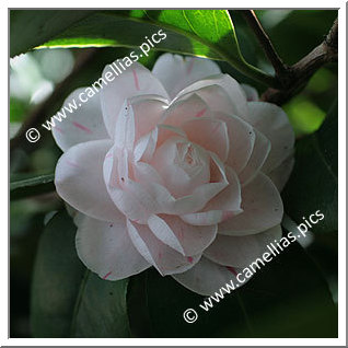 Camellia Japonica 'Fanny Bolis'