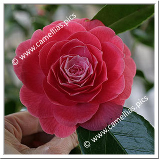 Camellia Japonica 'Fanny Tuccari'