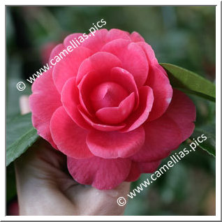 Camellia Japonica 'Fanny Tuccari'