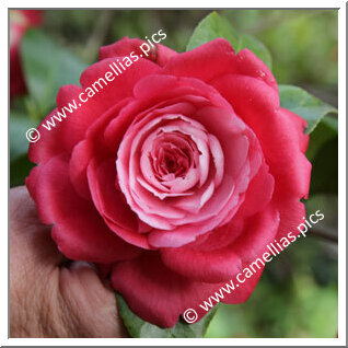 Camellia Japonica 'Marchesa Amalia Faraggiana'