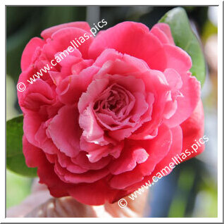 Camellia Japonica 'Marchesa Amalia Faraggiana'